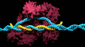 CRISPR gene editing image